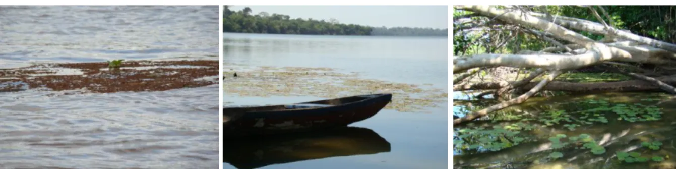 Figura 3. Vista geral do lago Cujubim localizado no estado de Rondônia, Brasil. (Fotos: João Durval  Arantes Junior)