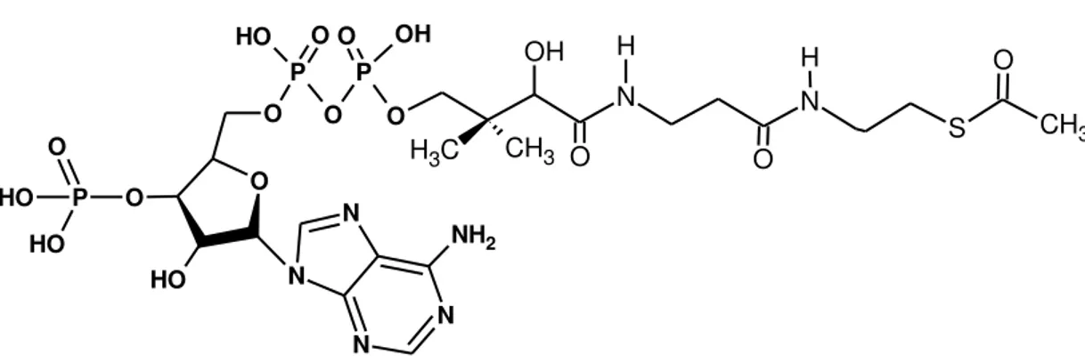 Figura 5 - Acetil Coenzima A (Acetil-CoA). 