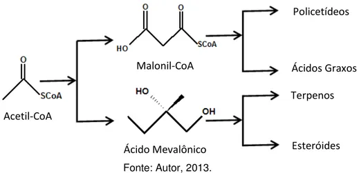 Figura 6 - Esquema de diferentes rotas biossintéticas que tem a acetil-CoA como precursora