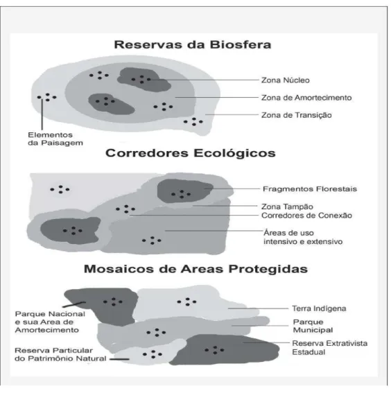 Figura 1. Diagrama com os instrumentos de gestão territorial voltados à conservação da  natureza:  a)  Reserva  da  biosfera  e  seu  zoneamento;  b)  Corredor  ecológico  visando  a  conectividade  do  fluxo gênico  natural  das  espécies;  c)  Mosaicos  