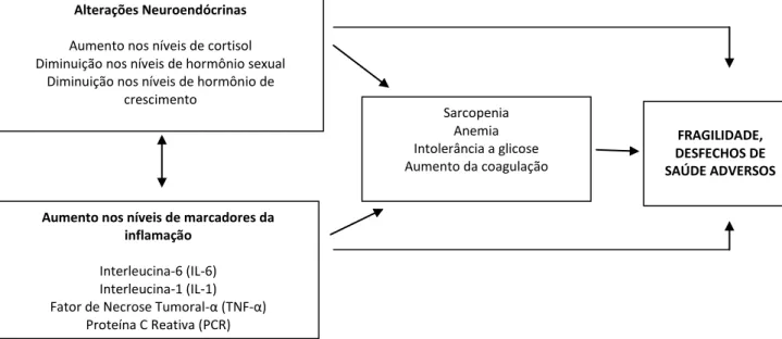 Figura 3. Interações hipotetizadas entre os sistemas fisiológicos e a síndrome  da fragilidade