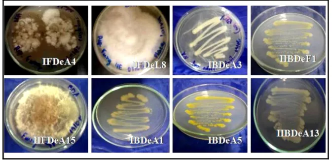 FIGURA  4.2-Cepas  microbianas  purificadas.  IFDeA4)  Fungo  do  isolamento  I,  BDA, proveniente do  inseto adulto; IFDeL8)  Fungo do  isolamento I,  BDA,  larva; 