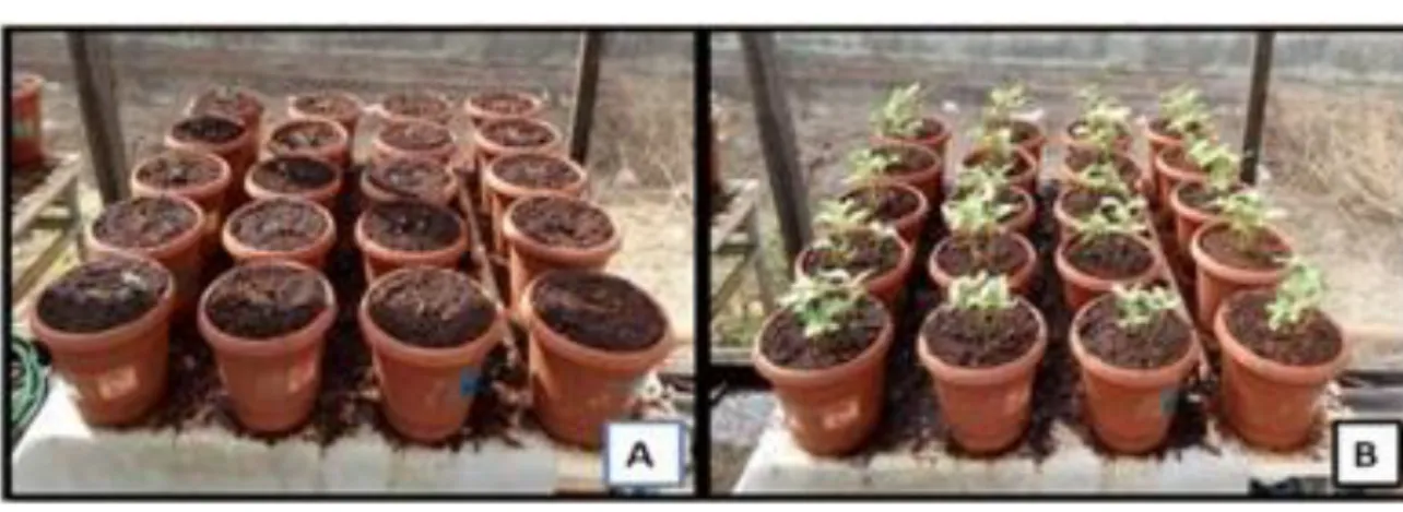 Figura 1. (A) início da germinação 3 DAS. (B) plântulas 5 DAE. 