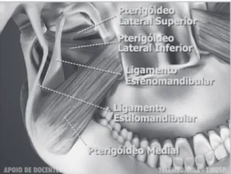 Figura 1 -  Estruturas da ATM. Figura 3 -  Musculatura relacionada a DTM.