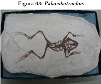 Figura 03: Palaeobatrachus 