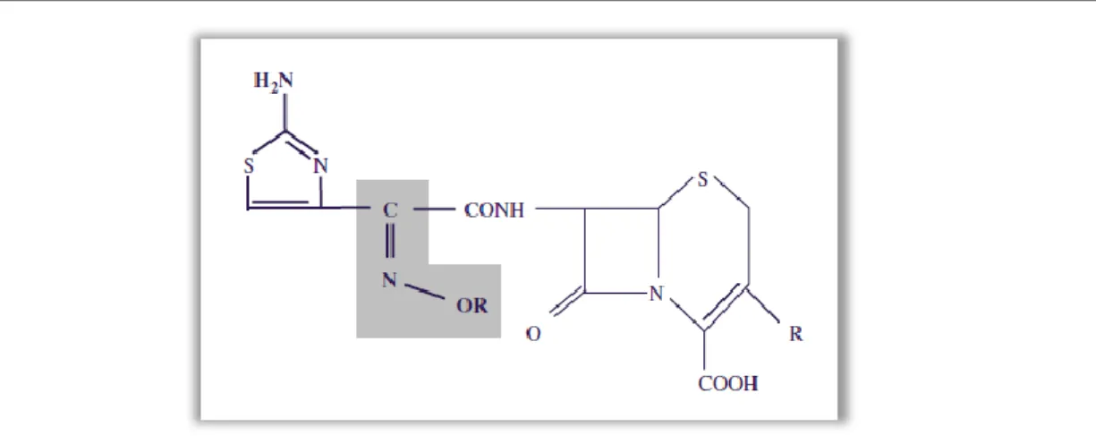 Figura 1 ‒ Estrutura de uma oximino-aminotiazol cefalosporina (Livermore, 2008). 
