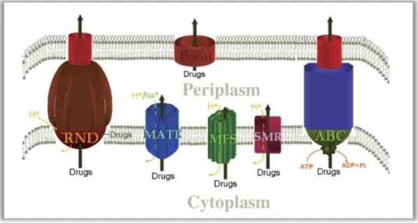 Figura  2  ‒  Representação  esquemática  das  cinco  famílias  das  bombas  de  efluxo  organizadas numa bactéria Gram negativa (Martinez et al., 2009)