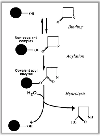 Figura 3 ‒ Mecanismo de ação de uma serina β-lactamase na inativação de antibióticos  (Livermore, 1995)