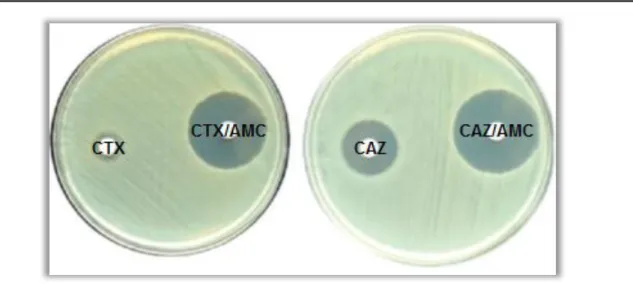 Figura  6  ‒  Teste  positivo  de  adição  de  ácido  clavulânico  à  cefotaxima  e  ceftazidima