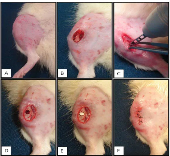 Figura 1. Procedimento cirúrgico experimental. A: Tricotomia da região a ser operada. 
