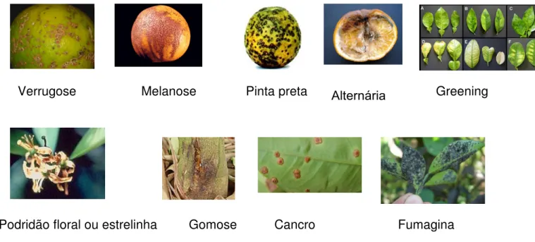 FIGURA 1.2. Imagens ilustrativas para os principais sintomas de doenças dos citros dos  tipos I, II, III, IV e V