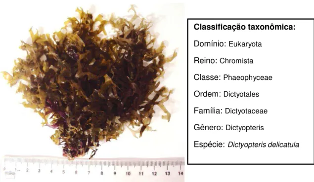 Figura 5: Alga marinha Dictyopteris delicatula (fonte: foto autoral). 