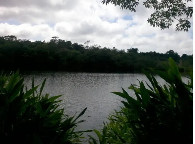 Figura 4. Hedychium coronarium nas margens da represa do Fazari, Campus da Universidade  Federal de São Carlos, São Carlos (SP)