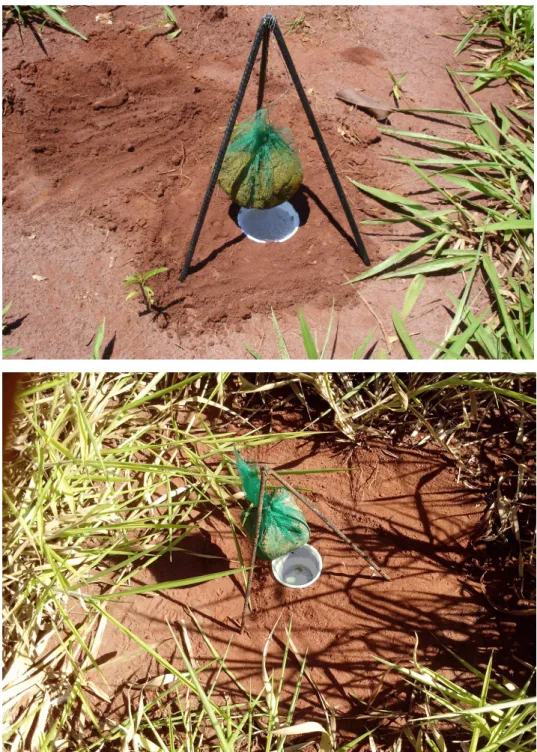 Figura 2: Armadilhas pitfall iscadas com massa fecal bovina (acima) e massa fecal suína (abaixo), nos anos de 2012 e 2013 respectivamente em área de pastagem (Urochloa decumbes), Fazenda da UNESP, Selvíria/MS.