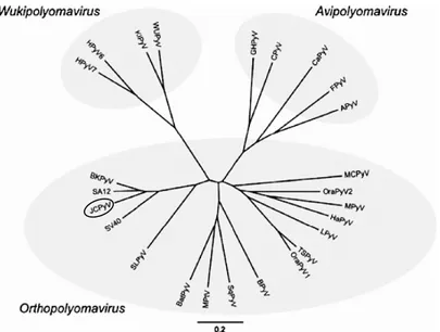 Figura  1  - Relação  filogenética entre os  poliomavírus com base na sequência genómica  (adaptado de Johne et al
