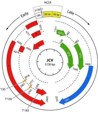 Figura 3 – Diagrama esquemático do genoma do JCV (adaptado de Ferenczy et al. 2012)  [42]