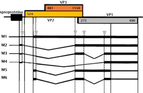 Figura 6  -  Transcritos de mRNA  tardio do JCV:  M1 a M6. Os locais de splice  alternativo  (triângulos) foram identificados nas posições nucleotídicas 490, 730, 1425, 1583 e 1952  (adaptado de Shishido-Hara et al