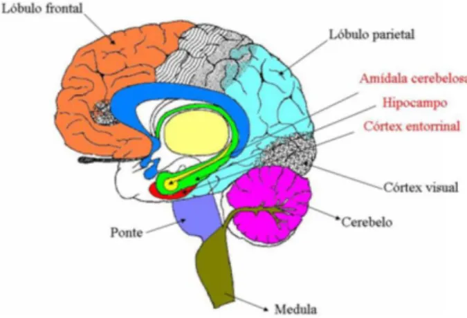 Figura 1: Representação do cérebro, com as áreas mais afetadas pela doença DA em  vermelho