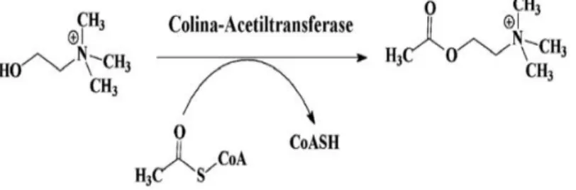 Figura 2: Reação de biossíntese da acetilcolina (Ach). 