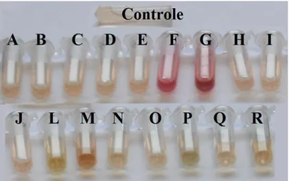 Figura  3.  Comparação  entre  isolados  de  Trichoderma  spp.  pelo  teste  colorimétrico de Sakowski.
