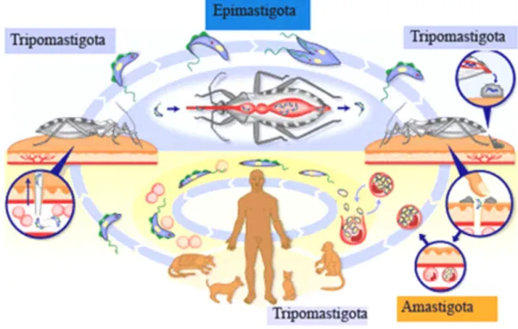 FIGURA 1.2: Ciclo de Vida do Trypanosoma cruzi [7] 
