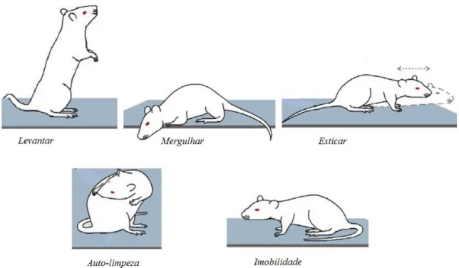 Figura 4: Representação dos comportamentos avaliados no LCE (Adaptado de Casarrubea et al., 2013) 