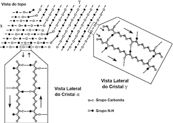 Figura 2.2 – Estrutura cristalina da poliamida 6 mostrando as vistas superior e  frontal dos cristais com formas α e γ