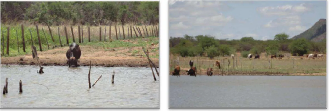 Fig. 4 Área de criação de gado no entorno do lago artificial da Estação Ecológica do Seridó (ESEC) 