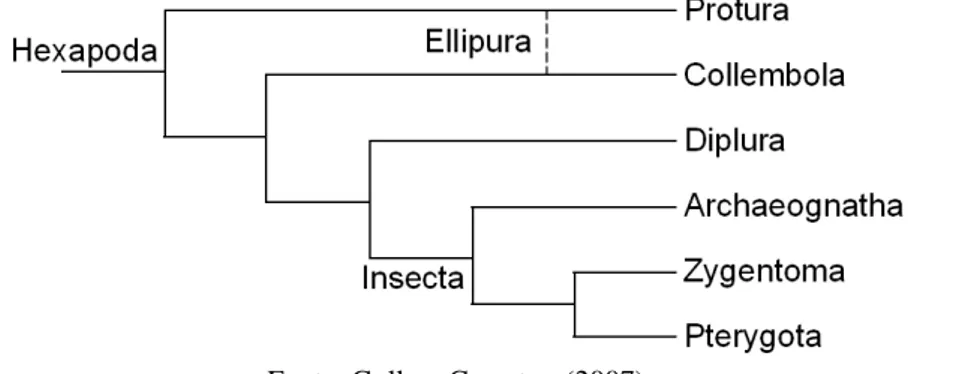Figura 4 - Cladograma das relações filogenéticas em Hexapoda segundo Triplehorn; Johnson  (2005)