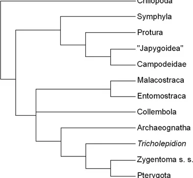 Figura 6 - Cladograma das relações filogenéticas em Arthropoda segundo Giribet e colaboradores (2004)