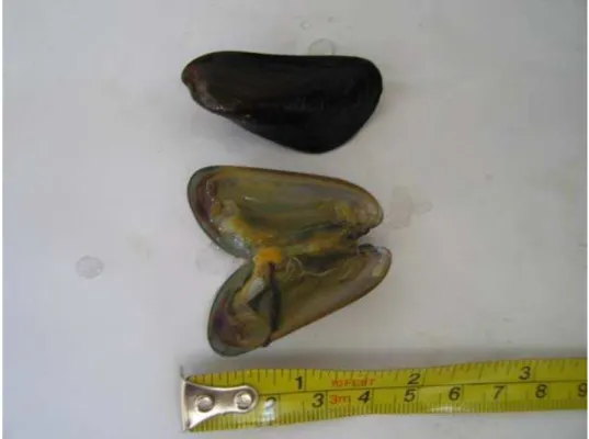Figura 15 – Mytella falcata (sururu) coletado no estuário do Rio Potengi/RN 