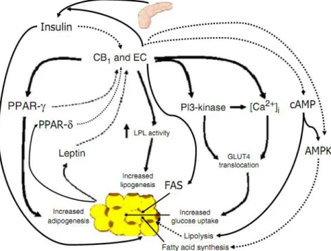 Figura 2: Papel do sistema endocanabinóide na adipogênese, lipogênese e sua regulação