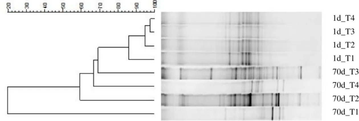 Figura  4  Análise  de  cluster  (Correlação  de  Pearson,  UPGMA)  do  perfil  das  bandas  dos  fragmentos  do  rRNA  16S  para  o  Dominio  Bacteria  dos  tempos  de  1  e  70  dias  nos  tratamentos  T1(fipronil),  T2  (fipronil+OTC), T3 (fipronil+IMZ)