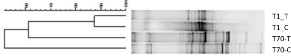 Figura  3  Análise  de  cluster  (Correlação  de  Pearson,  UPGMA)  do  perfil  das  bandas  dos  fragmentos  do  rRNA 16S para o Dominio Bacteria dos tempos T1 e T70 para o controle (C) e tratamento com fipronil  (T)
