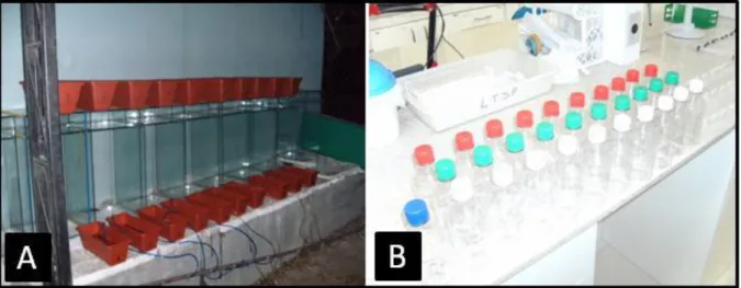 Figura 01  –  A: câmaras de acondicionamento individual; B: Garrafas de 250 mL para  coleta e acondicionamento das amostras