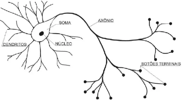 Figura 6: representação básica do neurônio biológico  