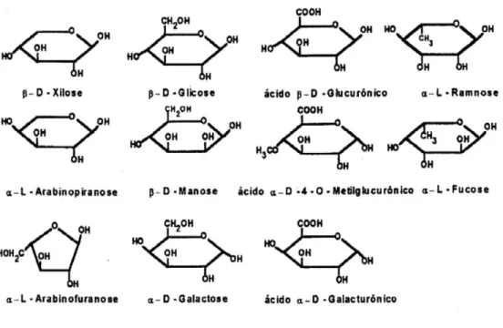 Figura 4 - Fórmula estrutural dos açúcares e ácidos presentes nas hemiceluloses. 