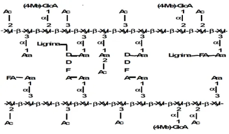 Figura 5 - Representação esquemática de uma xilana de gramínea mostrando alguns grupos  substituintes.