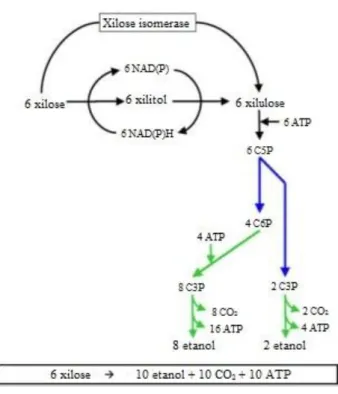 Figura 13 - Diferentes opções metabólicas para a fermentação alcoólica de xilose com um balanço  redox.