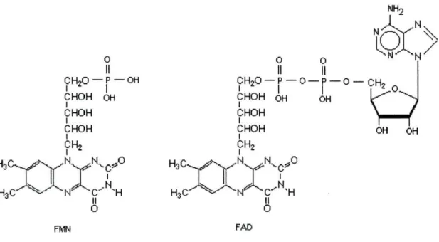 Fig. 2. Fórmulas estruturais das formas coenzimas da riboflavina. 2.a.- flavina- flavina-mononucleótido (FMN); 2.b.- flavina - adenina - dinucleótido (FAD)