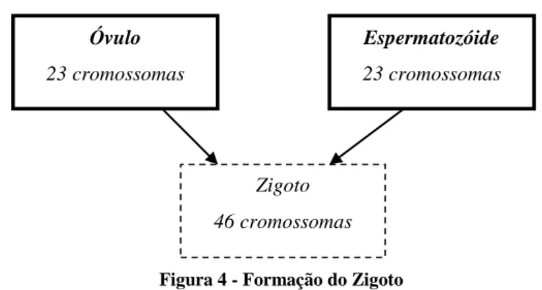 Figura 4 - Formação do Zigoto 