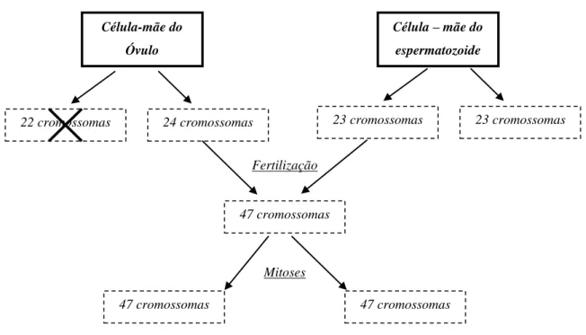 Figura 5 - Não-disjunção - falha na separação correta do par de cromossomas durante a meiose  Fonte: Crianças com Síndrome de Down, Karen Stray-Gundersen, 2007:22 