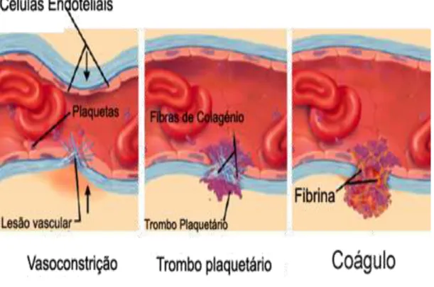 Figura 1 - Fases da resposta hemostática normal