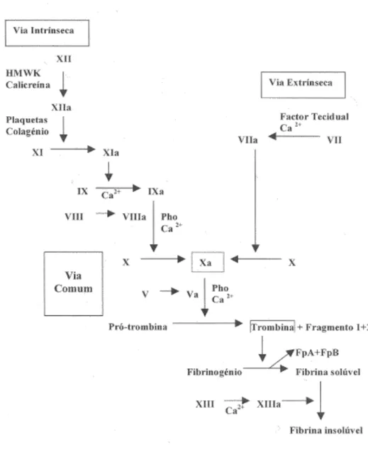 Figura 2 - Esquema representativo da cascata da coagulação (visão clássica) (1)