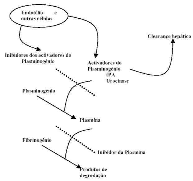 Figura 4 - Representação esquemática do sistema fibrinolítico (1) 