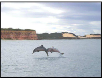 Figura 06  – Golfinhos na Praia do Amor – Pipa 