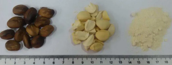 Figura  5  –  Amostra  de  sementes  de  C.  Maritima.  Da  esquerda  para  direita:  semente  ao  natural,  cotilédones livres de seus tegumentos e farinha de C