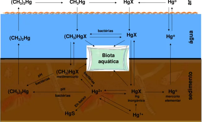 Figura 1 - Transformações do mercúrio no ambiente aquático. Adaptado de Azevedo (2003)