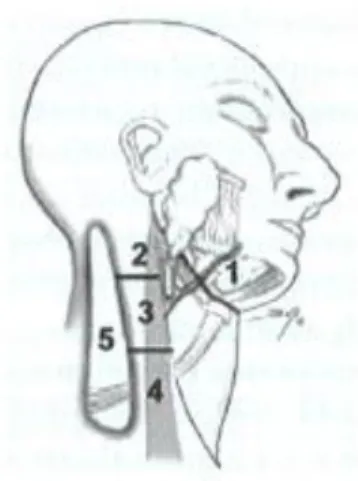 Figura 1 – Níveis Ganglionares da Cabeça e Pescoço. Adaptado de DeVita et al.(75) 