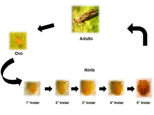 Figura 1.5. Ciclo Biológico do psilídeo D. citri. 